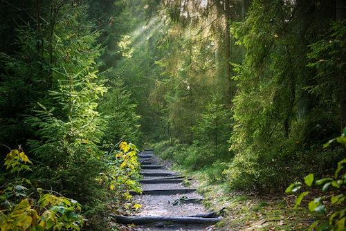 Deutschland Waldparadies: Traumhafte Ziele für Wanderer