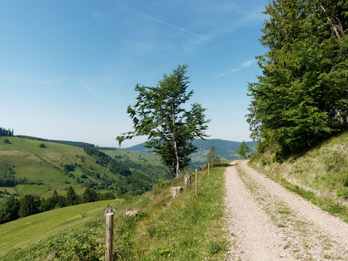 Herrliche Wanderwege im Schwarzwald