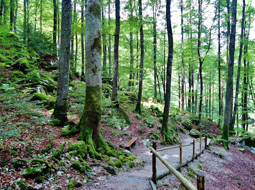 Säbelthomaweg im Schwarzwald