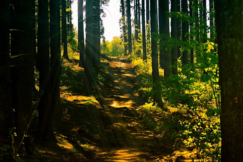 Wanderung Rötenbachschlucht im Schwarzwald